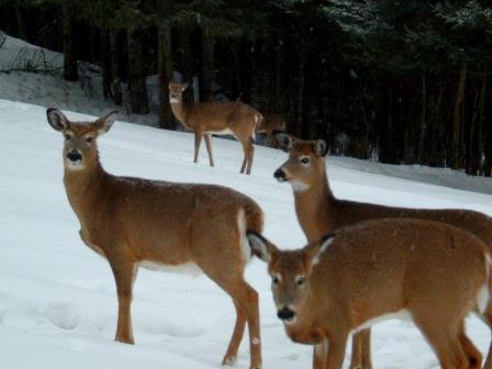 Cerfs curieux